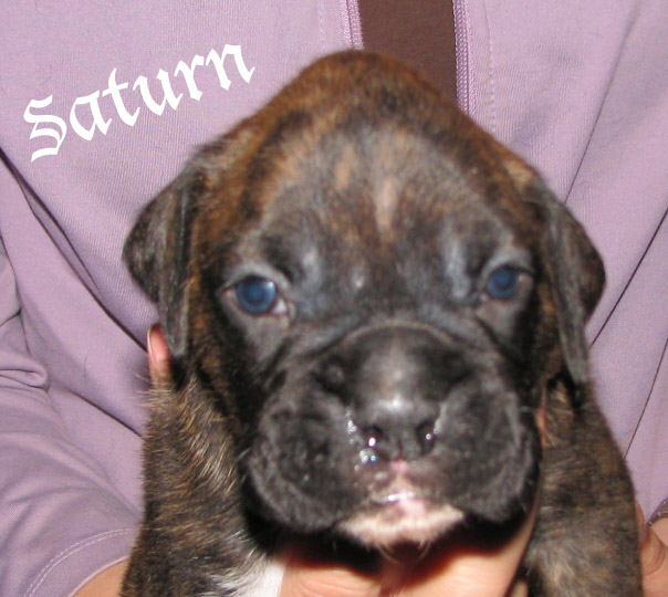 Saturn, brindle boy