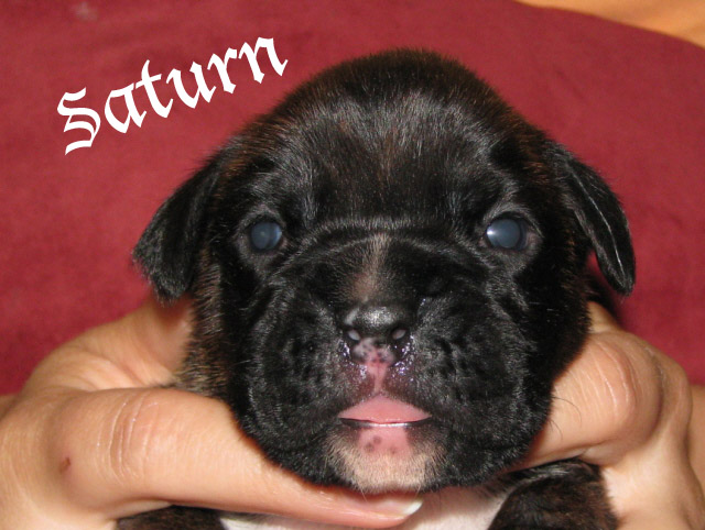 Saturn, brindle boy
