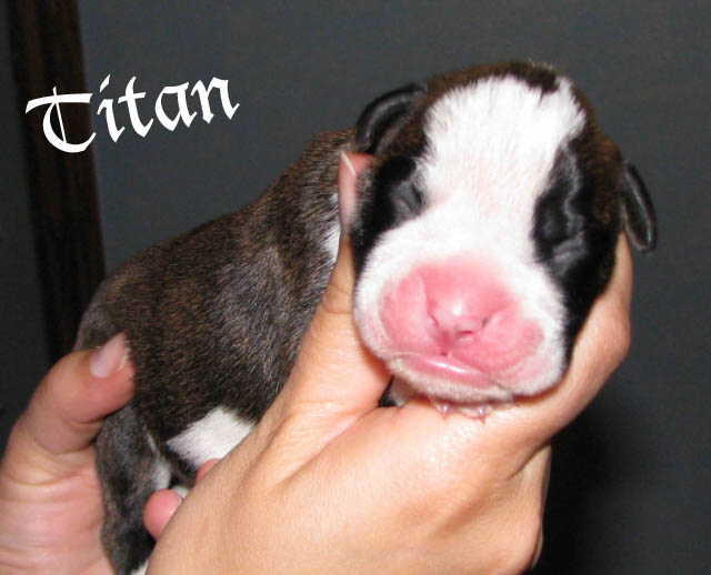 Titan brindle boy