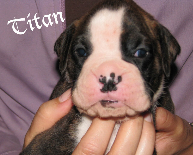 Titan brindle boy