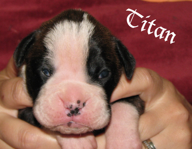 Titan brindle boy