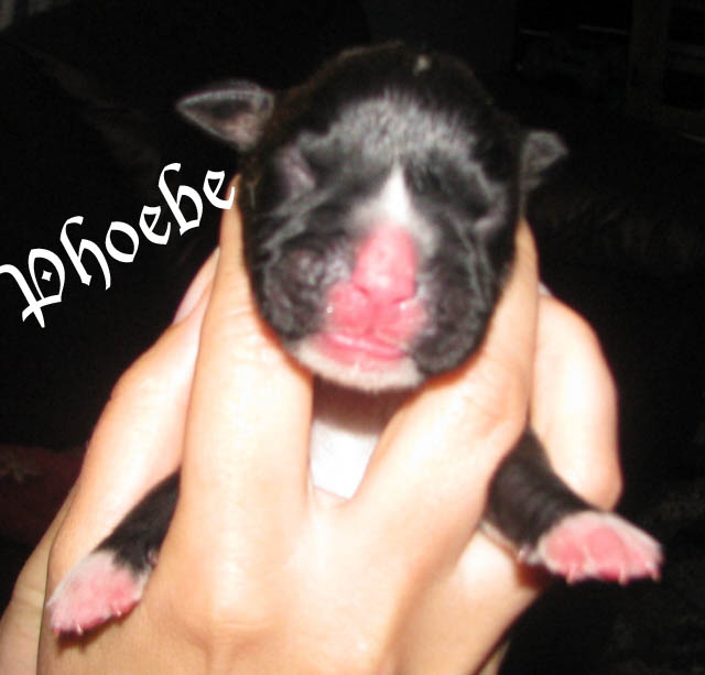 Phoebe brindle girl
