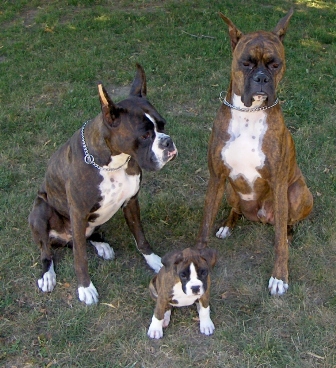 Anubis, Shelby, and Hera.
