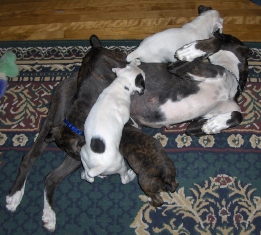 Shelby under attack from her puppies.